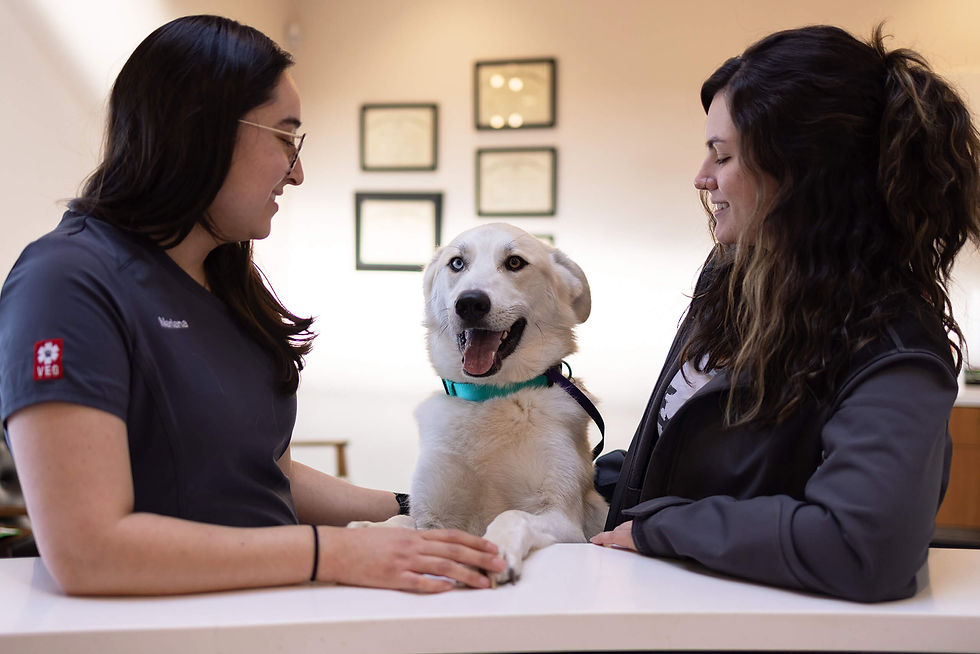 A white dog rests paws on exam table while two veterinary employees in scrubs smile at the dog.