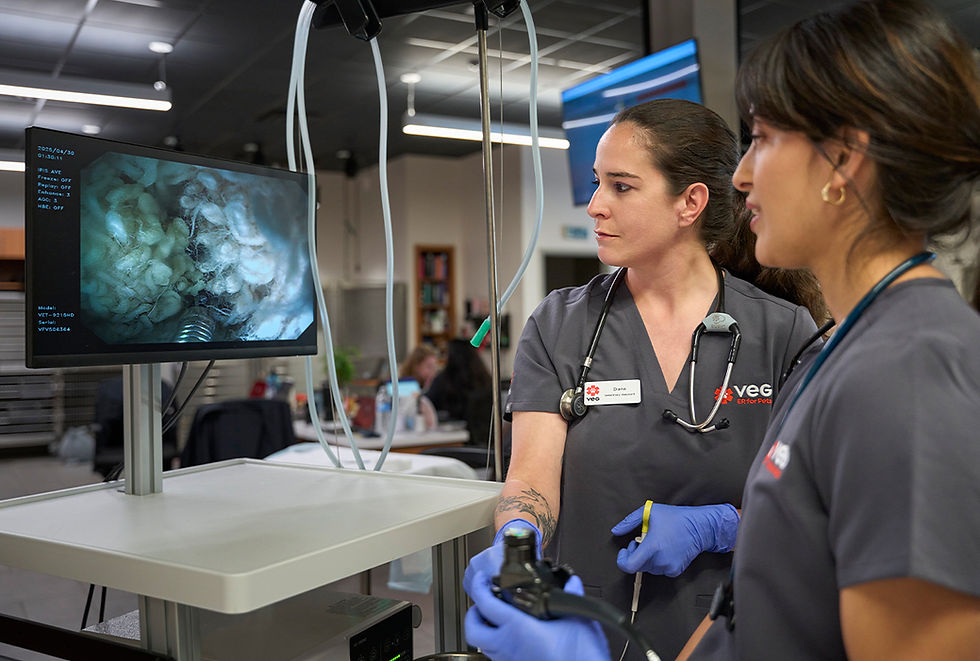 Two vets perform an endoscopy and look at the monitor.