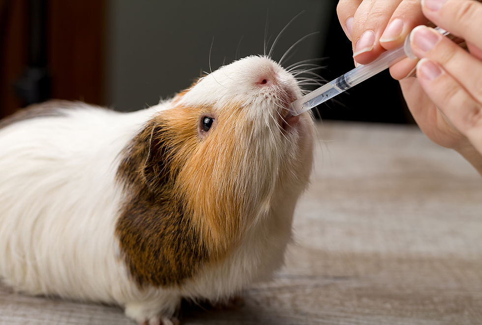 A guinea pig drinks from a syringe.