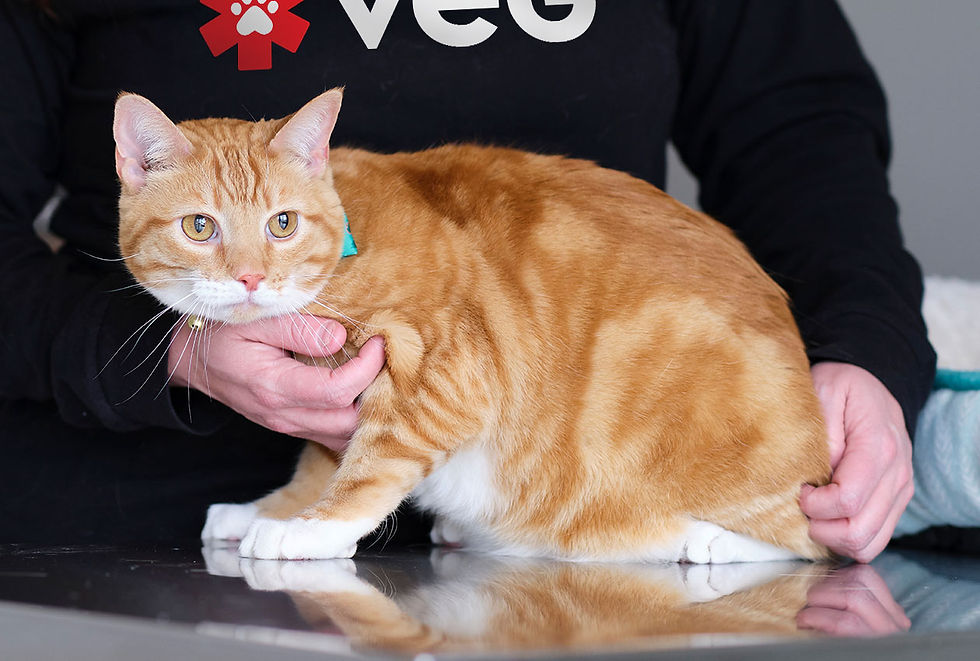 An orange and white cat sits on an exam table at VEG ER for Pets.