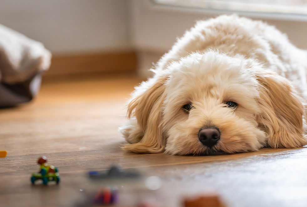 A white dog lays on the floor looking at some small toys.