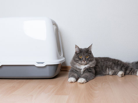 A tabby cat lays next to a litter box. 
