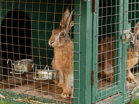 Two brown rabbits sit in a green cage, each looking in opposite directions. 