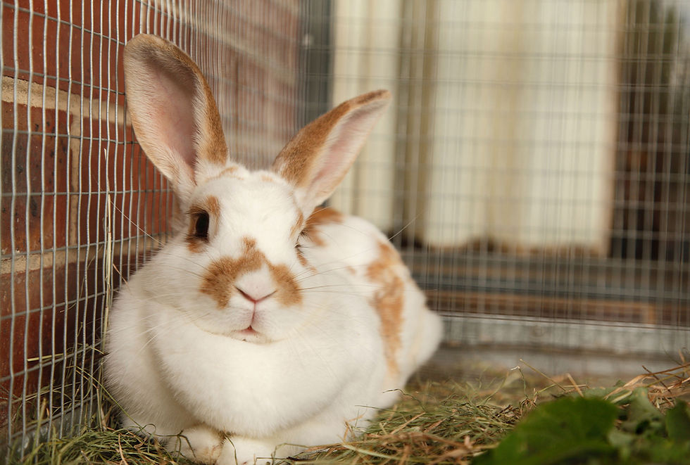 A white rabbit sits on hay in a large cage.