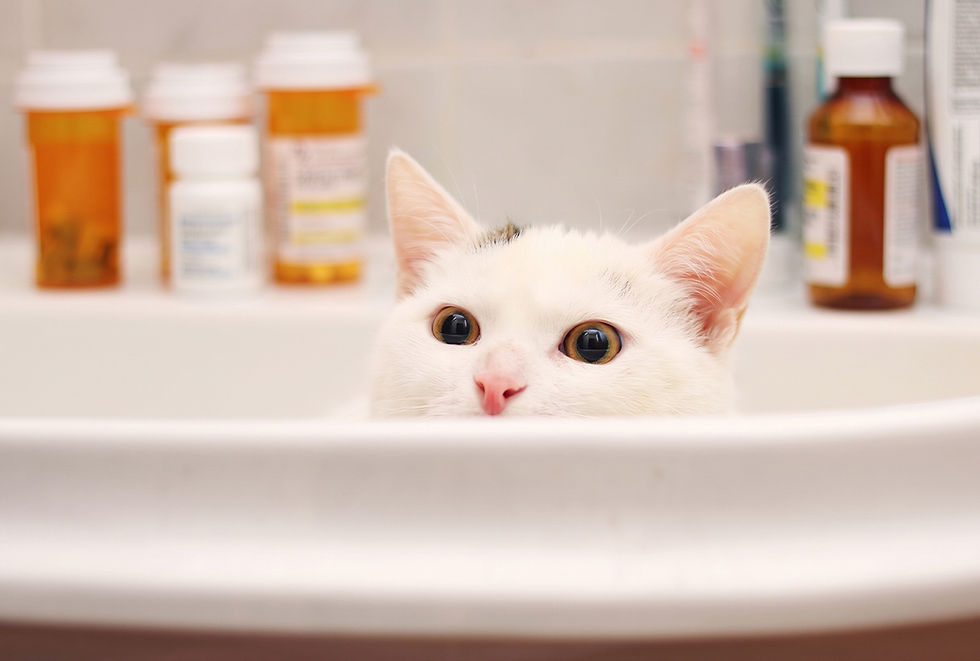 A white cat sits in a sink with pill bottles behind it.