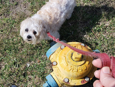 A white dog on a leash stands next to a yellow fire hydrant.