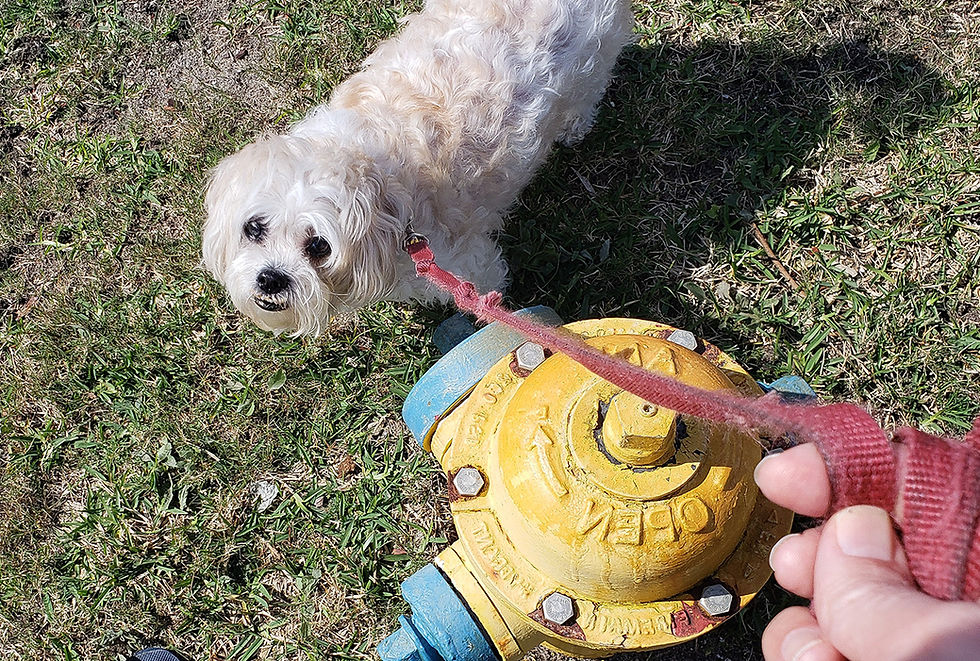 VEG ER for pets.png