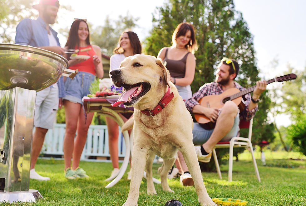A dog stands outside at a party.