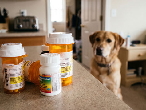 A dog looks at a counter that has human medication bottles on it.