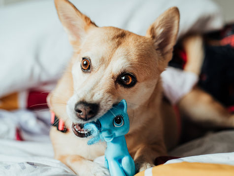 A brown dog chews on a blue pony toy.