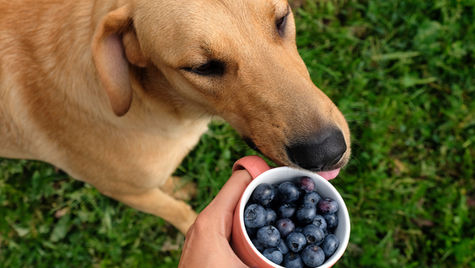 A dog near a small bowl of blueberries. 