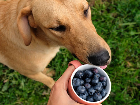 A dog near a small bowl of blueberries. 