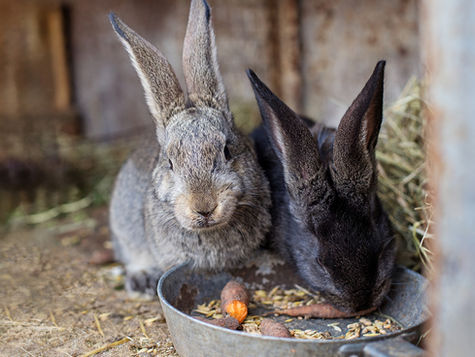 Two rabbits eating carrots out of a pan