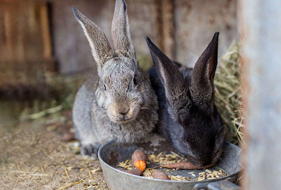 Senior Rabbits: Signs of Aging and Common Health Problems