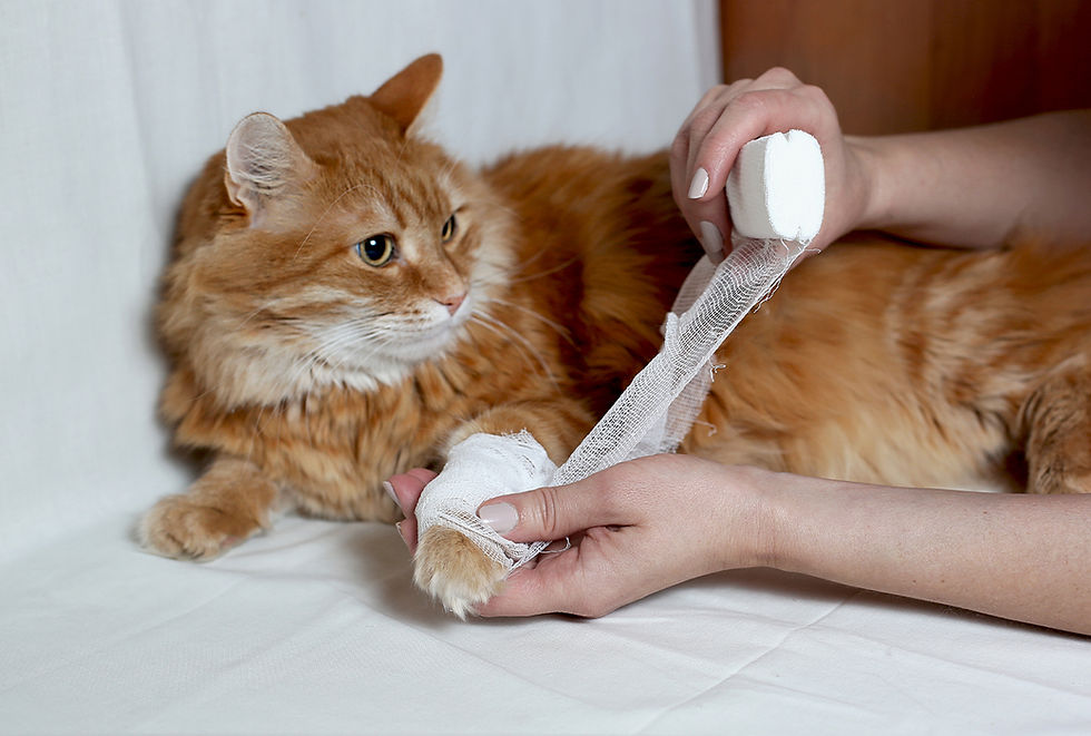 An orange cat gets gauze wrapped around its leg.