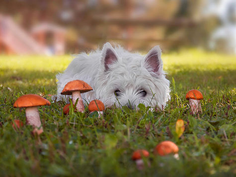 A white dog crouches down to look at mushrooms growing in the grass.
