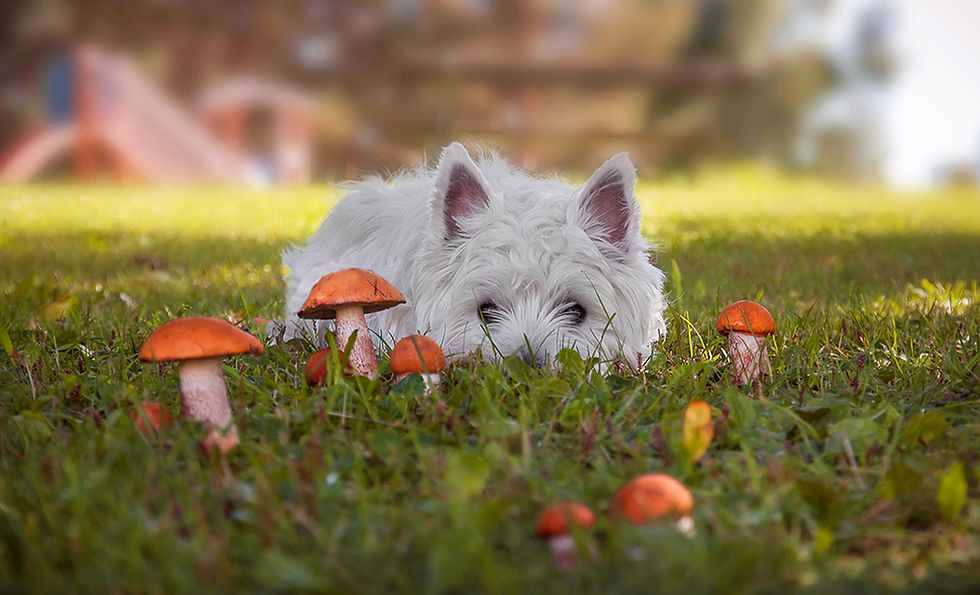 Can Dogs Eat Mushrooms?