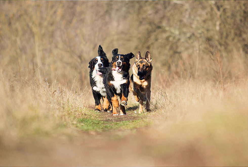 Three dogs run outside.