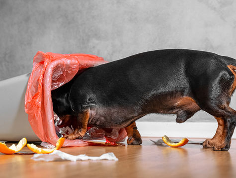 A dog eating out of an overturned garbage can