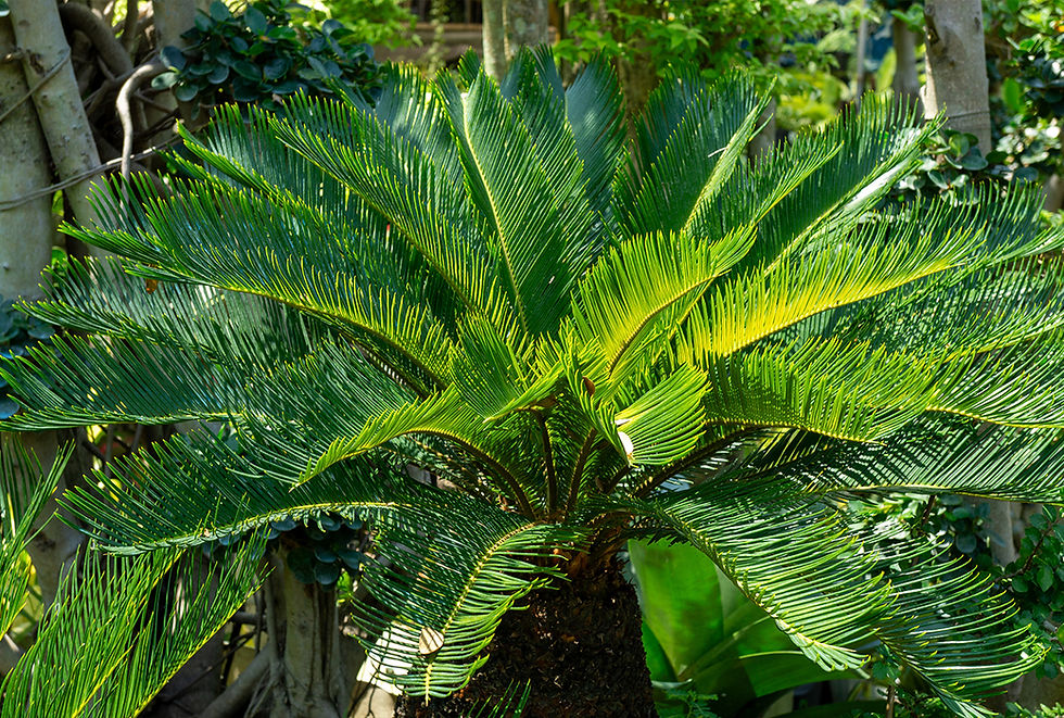 A sago palm plant.