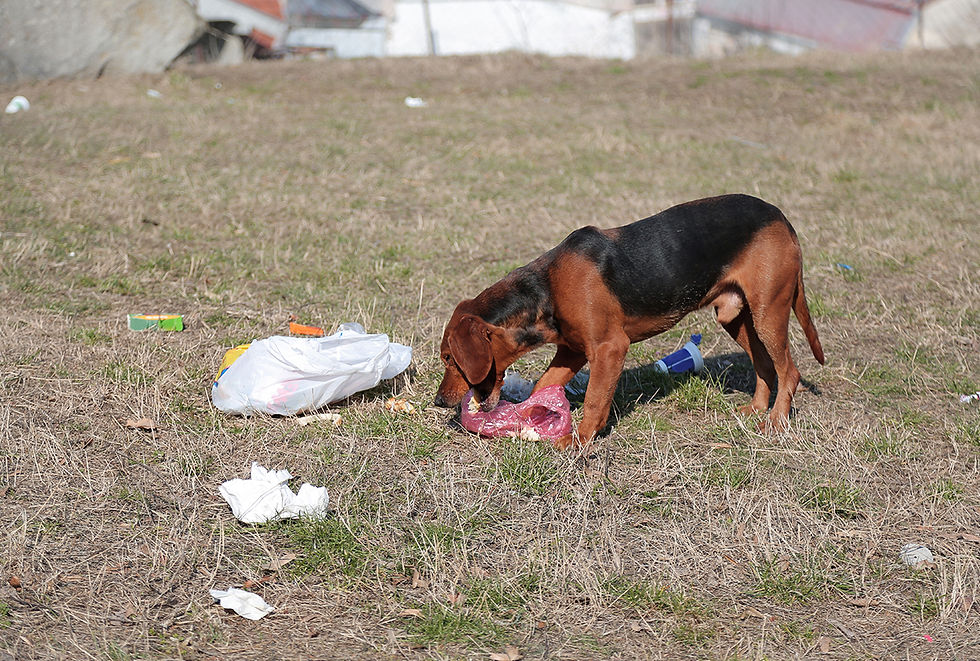A dog outdoors is eating trash from an open garbage bag.