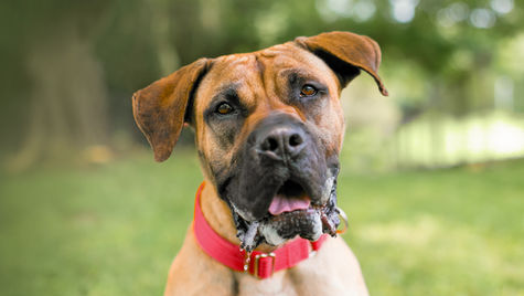 Boxer dog wearing a collar looks at camera and is foaming at the mouth
