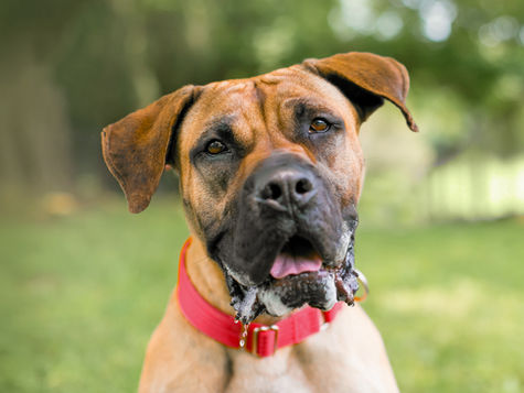 Boxer dog wearing a collar looks at camera and is foaming at the mouth