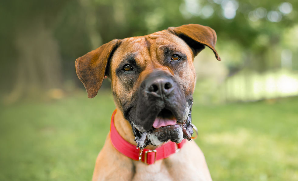 A boxer dog wearing a red collar and sitting on the grass with excessive drooling. 