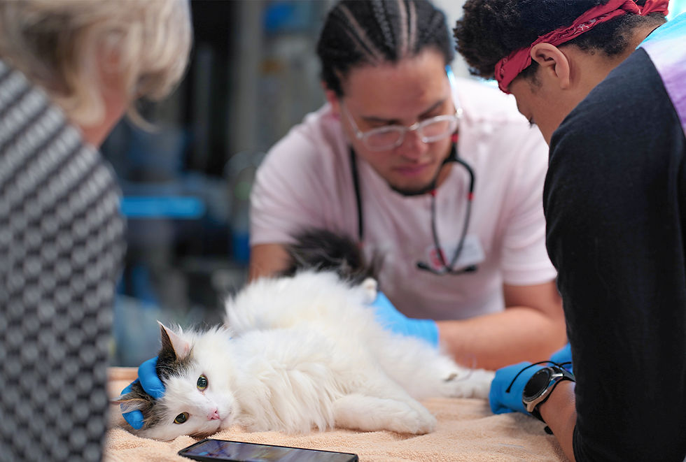 A white cat lays on a vet table as a doctor and vet tech examine it and the owner. looks on.