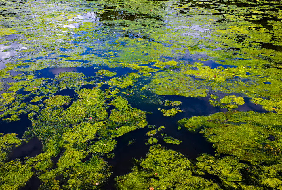 Blue-green algea floats on top of a body of water..