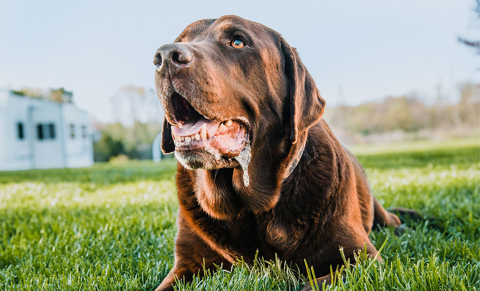 A brown dog with droopy eyes and a drooling mouth sits outdoors in the grass.