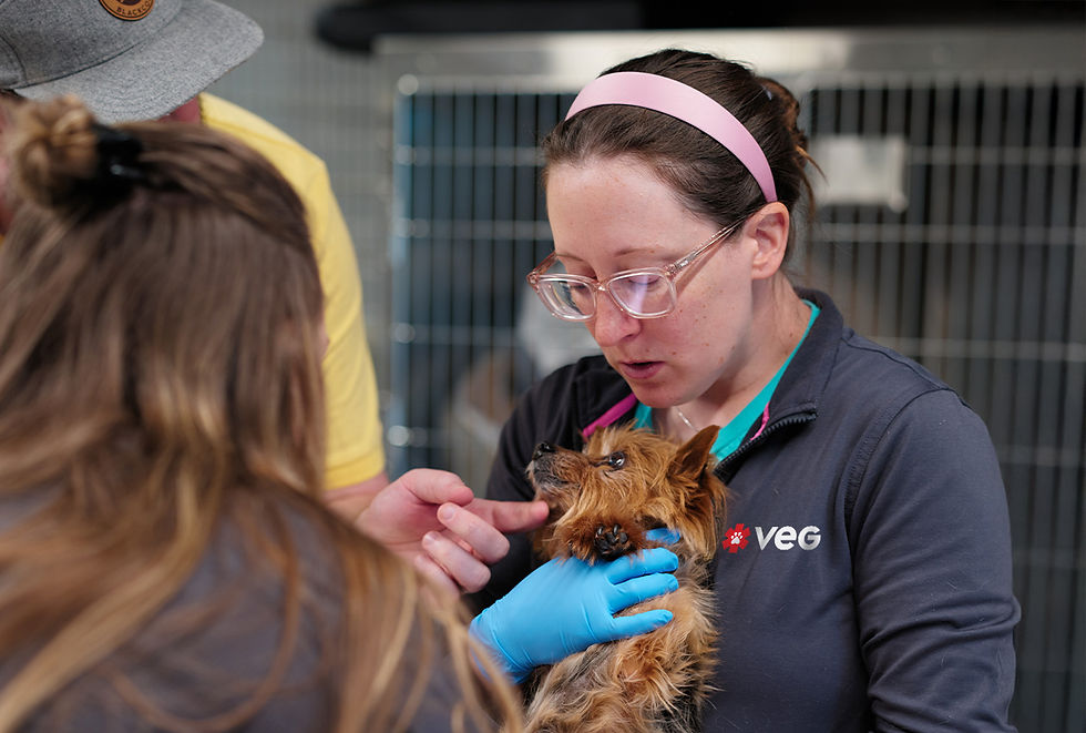 A vet at VEG ER for Pets wearing gloves holds a dog as a pet owner pets the dog under the chin.