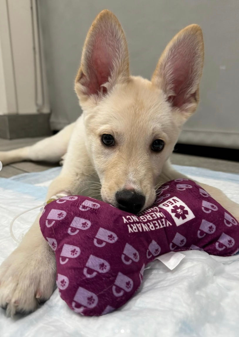 A blond puppy dog with large, pointed ears sniffs a pillow at VEG ER for Pets animal hospital.