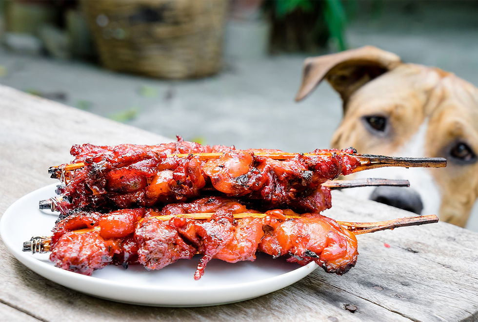 A dog eyes a plate of barbecued chicken.