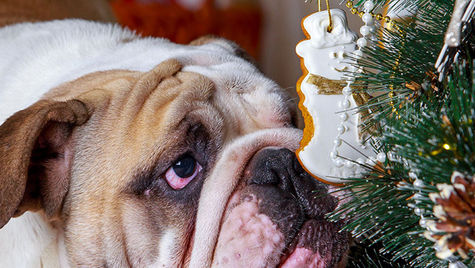 A bulldog sniffs a Christmas tree snowman ornament hanging off a tree branch