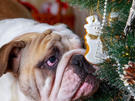 A bulldog sniffs a Christmas tree snowman ornament hanging off a tree branch