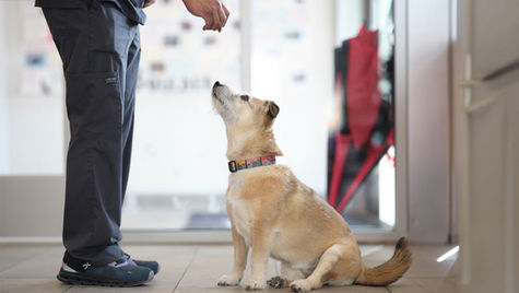 A tan dog wearing a collar sits on the kitchen floor looking up at food being held by a human 