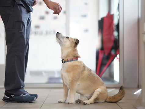 A tan dog wearing a collar sits on the kitchen floor looking up at food being held by a human 