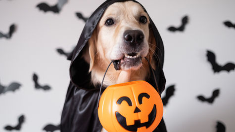 A dog in a black cape holds a pumpkin in their mouth.