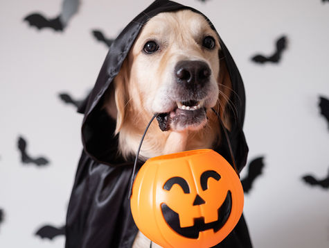 A dog in a black cape holds a pumpkin in their mouth.