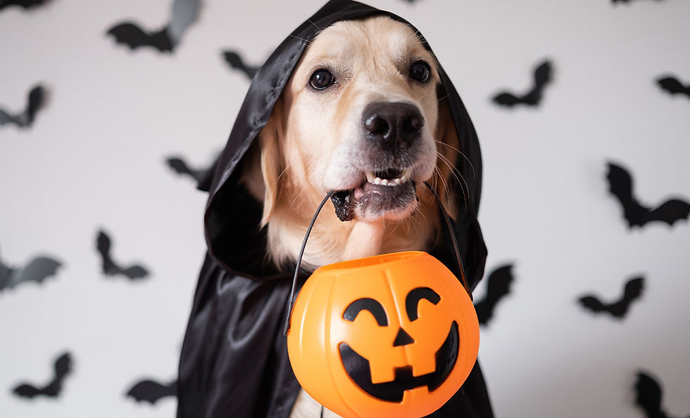 Halloween Pet Safety Tips: Avoid a Frightening Situation