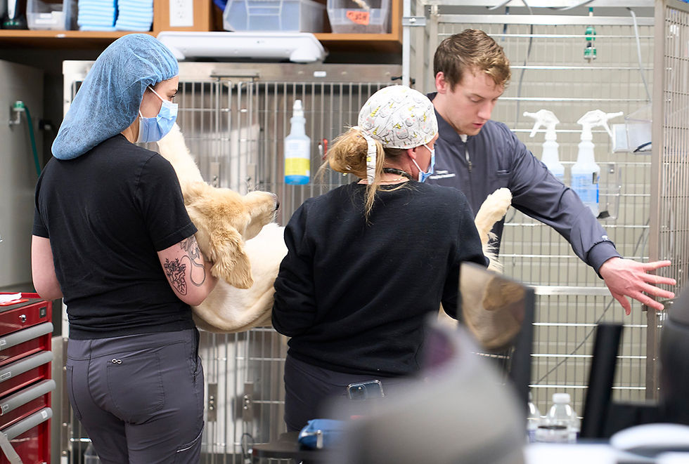 An emergency vet team at VEG ER for Pets spring into action to help a dog quilled by a porcupine. 