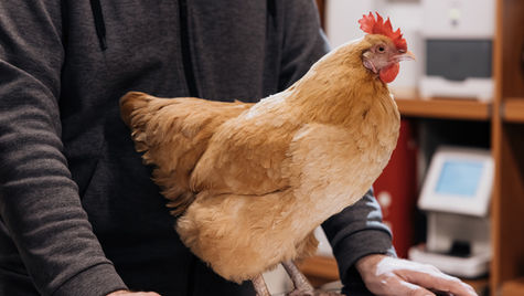 A tan chicken sits on a vet table in a hospital.