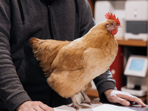 A tan chicken sits on a vet table in a hospital.