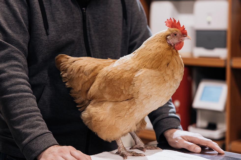 A tan chicken stands on a table, held by a person in a dark gray shirt. Background shows shelves and equipment in a veterinary office.