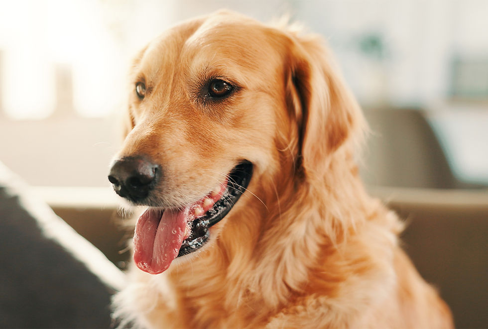 A rusty dog sits and pants with their tongue out.
