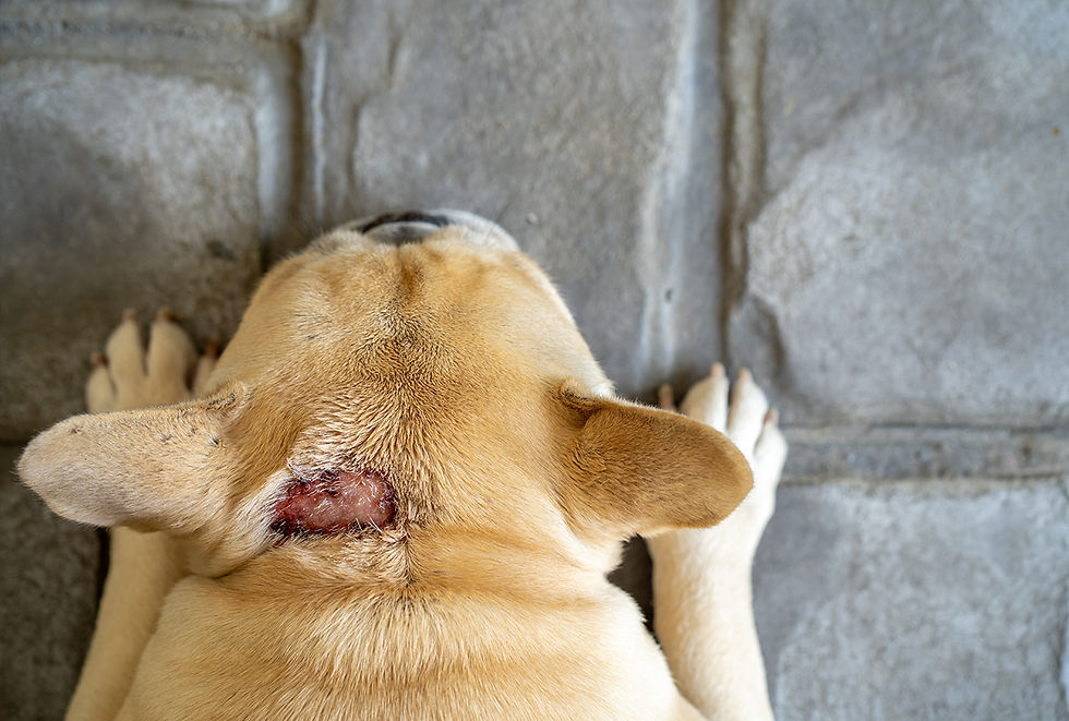A hot spot that looks like an exposed wound is shown on a dog's scalp.