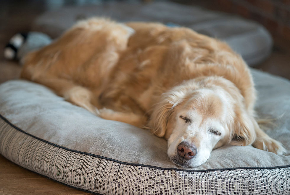 An orange dog that may have pneumonia rests on a pillow. 