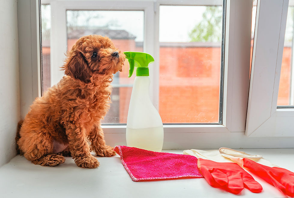 A red, furry puppy sits in a window sill surrounded by a household cleaner, gloves, and cleaning cloth.