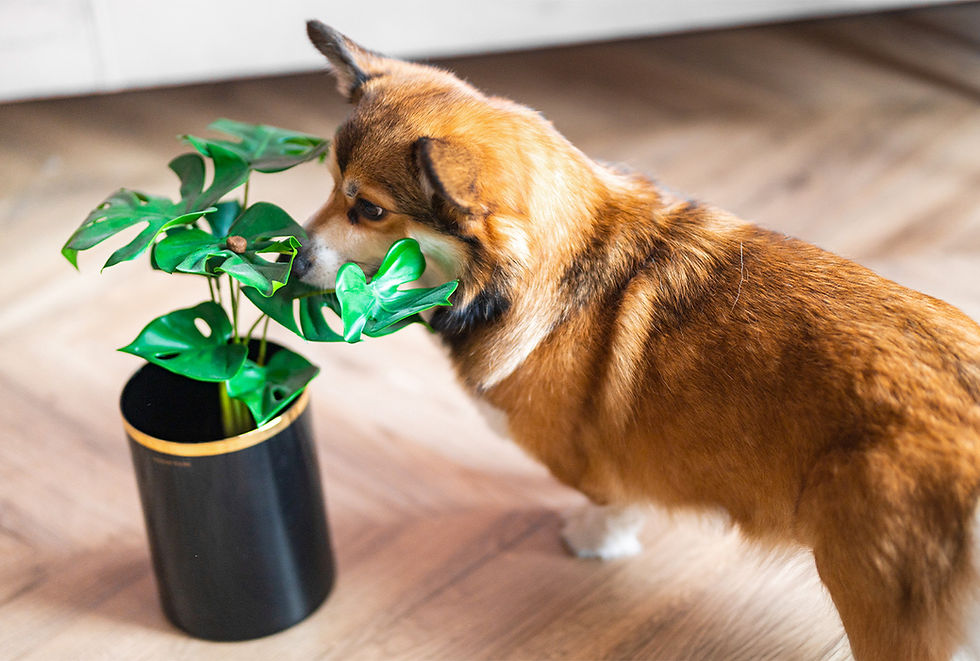 A tan dog sniffs a green houseplant. 